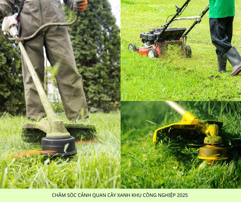 Dịch Vụ Chăm Sóc Cây Xanh Nội Thất & Ngoại Thất Tại TP.HCM