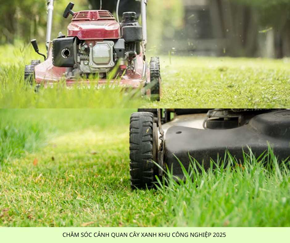 Dịch Vụ Chăm Sóc Cây Xanh Nội Thất & Ngoại Thất Tại TP.HCM