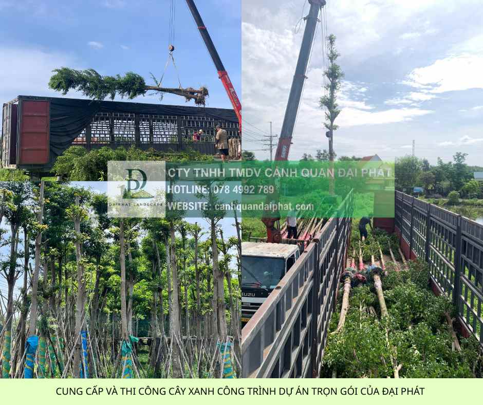 Báo Giá Thi Công Cây Xanh Công Trình Dự Án 2025: Chất Lượng