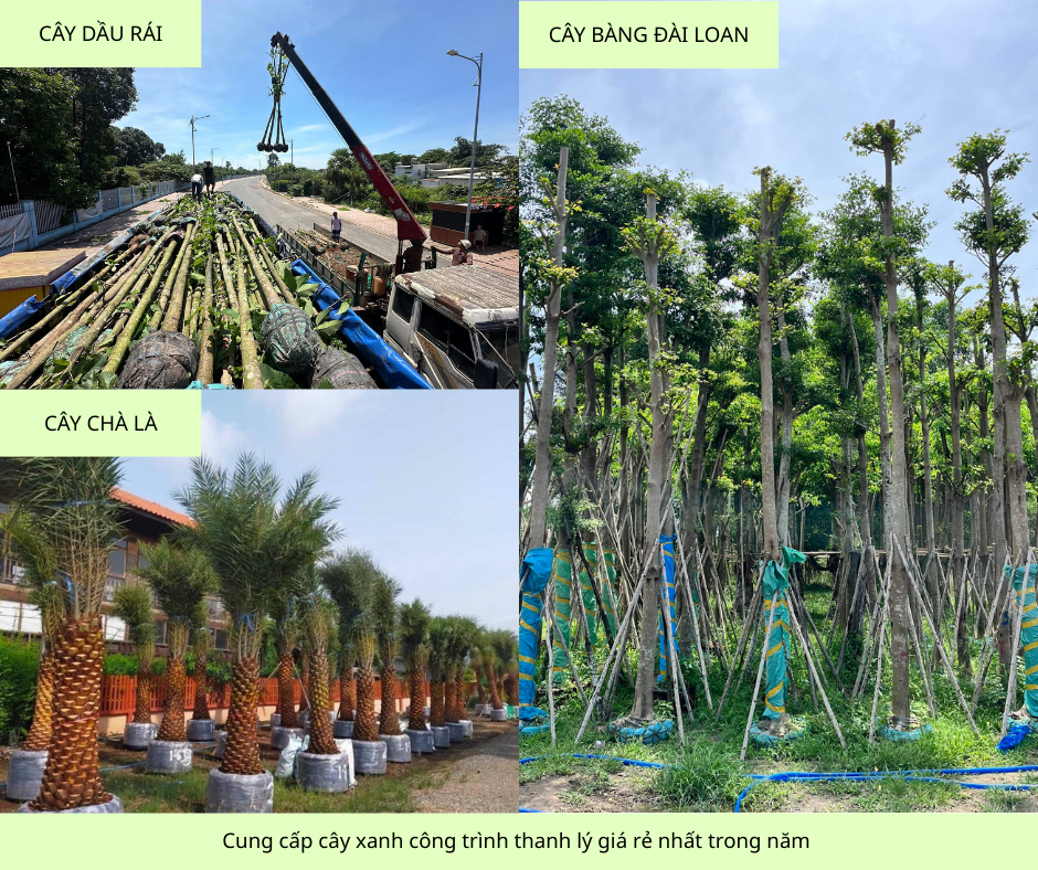 cung cấp cây xanh công trình sỉ giá rẻ đồng nai tphcm