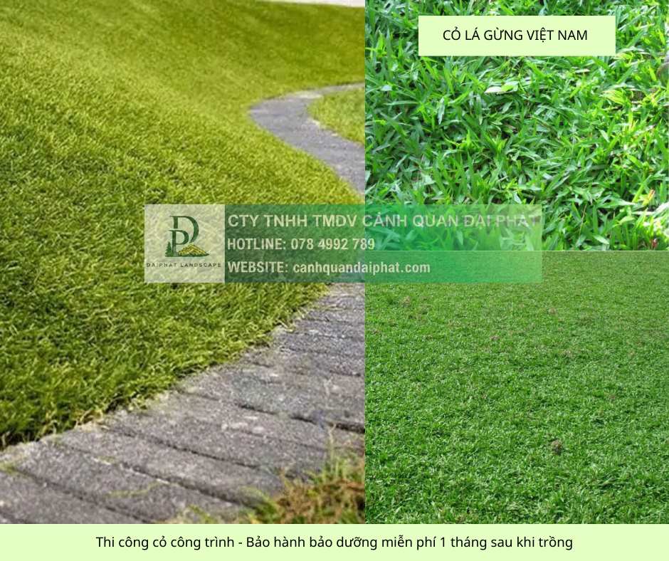 TRỒNG CỎ DỰ ÁN GIÁ RẺ – THI CÔNG CÂY XANH BÌNH DƯƠNG, ĐỒNG NAI