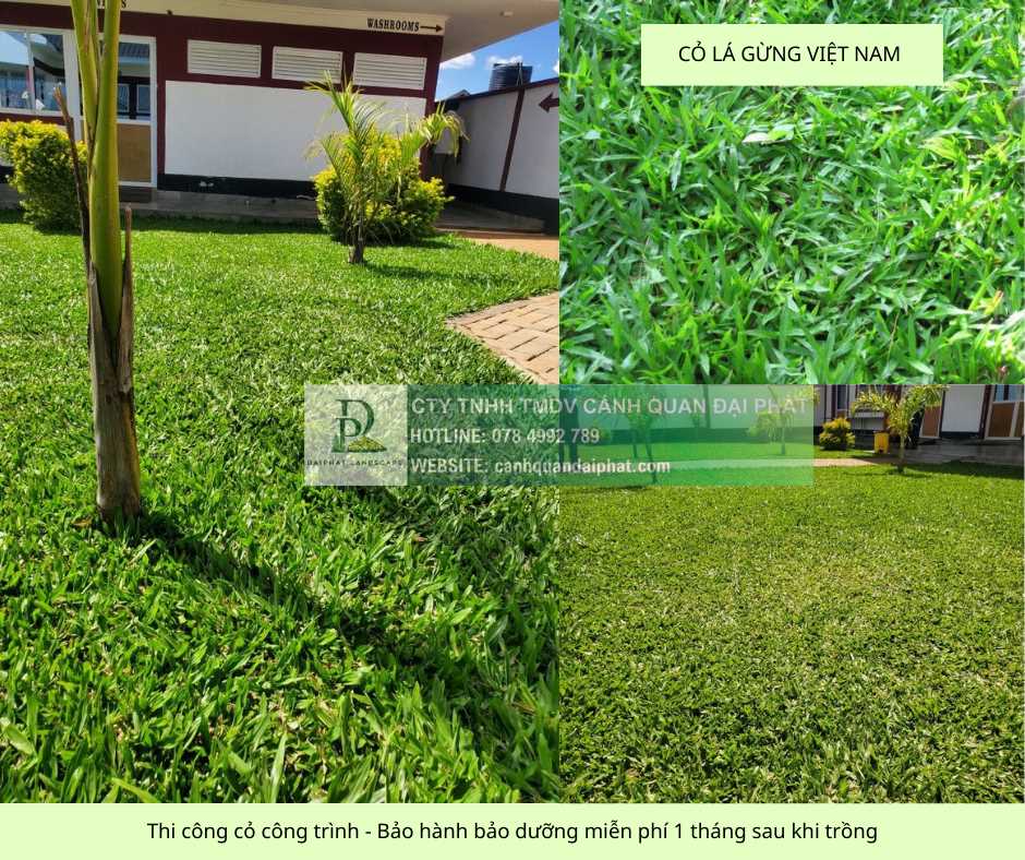 Trồng cỏ dự án Khu công nghiệp Đồng Nai Bảo hành 1 tháng